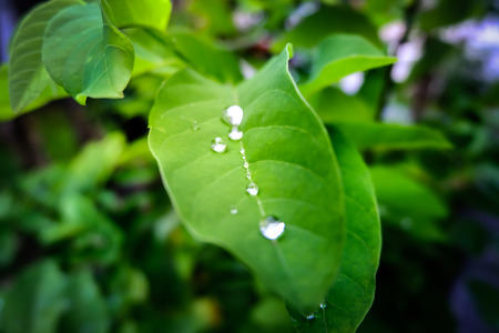 Drop of dew in morning on leaf, refreshing in the rainy season to the growth of plants, Green leaf with water drops for background.の写真素材