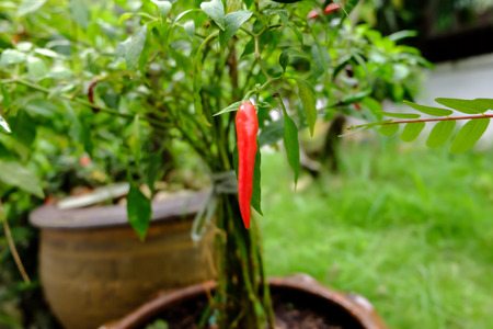 Chili in garden organic, Red, very hot and spicy chilli peppers on an asian market. Healthy and vegetarian eating.の写真素材
