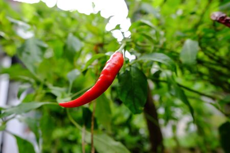 Chili in garden organic, Red, very hot and spicy chilli peppers on an asian market. Healthy and vegetarian eating.の写真素材