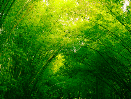 Bamboo forest in the morning, picturesque thickets of a bamboo in tropical rainforest, Thailandの写真素材