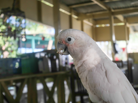 parrots,white parrots in farm. white macaw parrot in nature, Parrot that is a pet.のeditorial素材