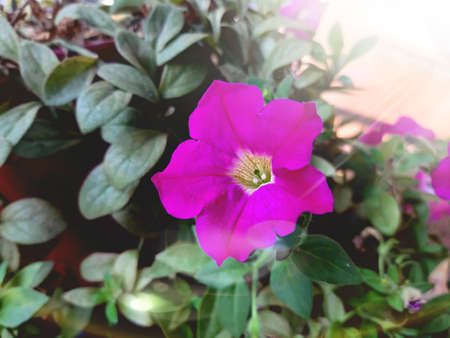 Pink flower in the garden. Close-up. Small flowers on a green background.