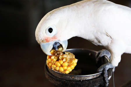 Feeding white parrots with yellow corn, pet care for humans.の写真素材