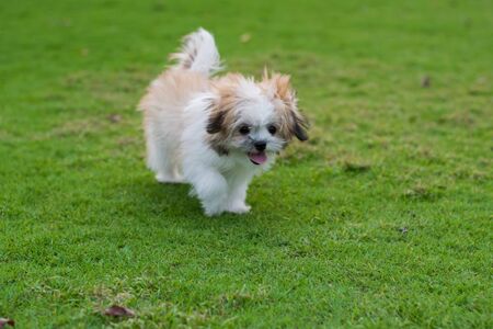 dog running on the green grassの写真素材