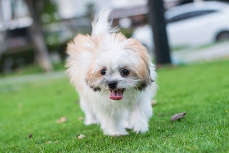 dog running on the green grass