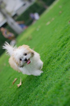 dog running on the green grass