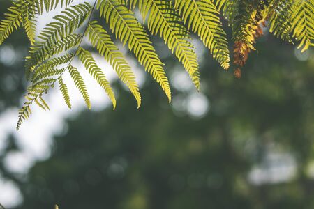 Plantの写真素材