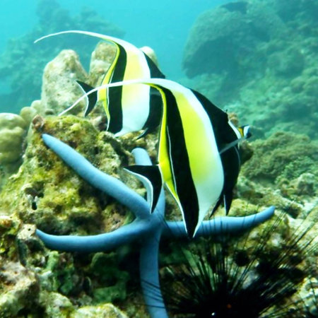 Moorish Idolの素材