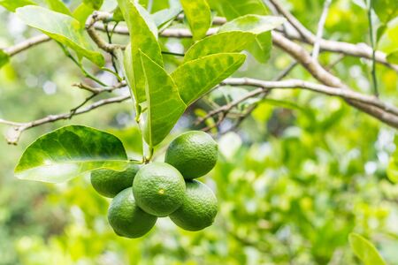 Lime tree with fruits closeup