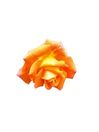 red rose isolated on white background summerの写真素材