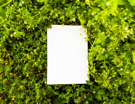 white sheet of paper on green grassの写真素材