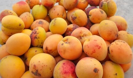 many apricots for the background. bunch of apricots in summerの写真素材