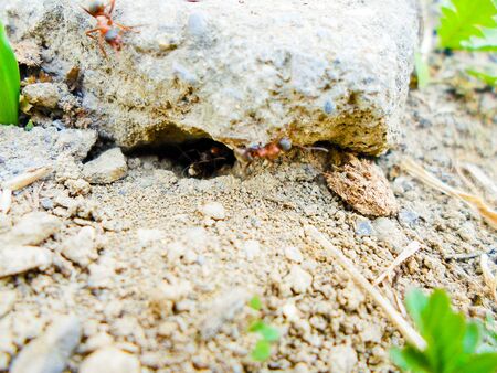 ants and anthill on the ground under the stone. summer insectsの写真素材