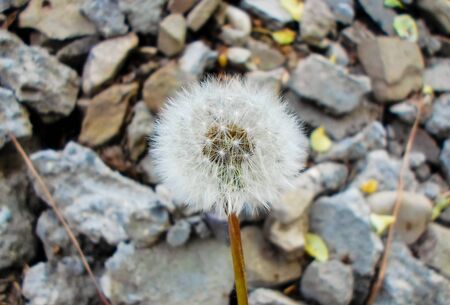 dandelion and gravel stone focus and blurred background. Granite stones textured background. A lot of small stones and one dandelion.の写真素材