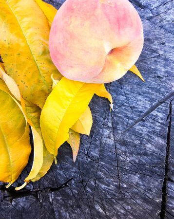 ripe peach and yellow leaves of a peach tree on a wooden tableの写真素材