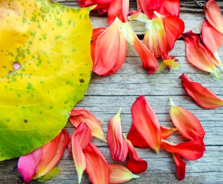 yellow apricot leaves and rose petals on a wooden board. place for textの写真素材