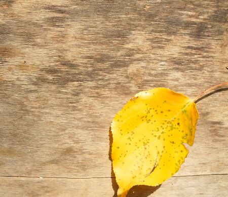 yellow leaves of apricot tree on a wooden board, autumn leaf fall. Autumn concept and place for...
