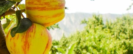 Large green and red apples on apple tree branches in the garden on a summer dayの写真素材
