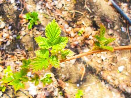 Beautiful green raspberry leaves on a bush in early spring.
