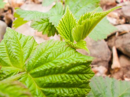 Beautiful green raspberry leaves on a bush in early spring.