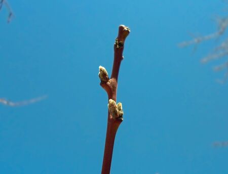 Apricot tree buds close-up. Leaves bloom in spring on a tree. Early spring