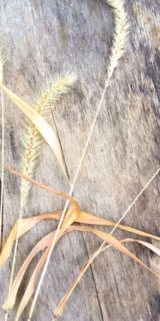 Yellow ear and leaves on a wooden board, place for text.の写真素材