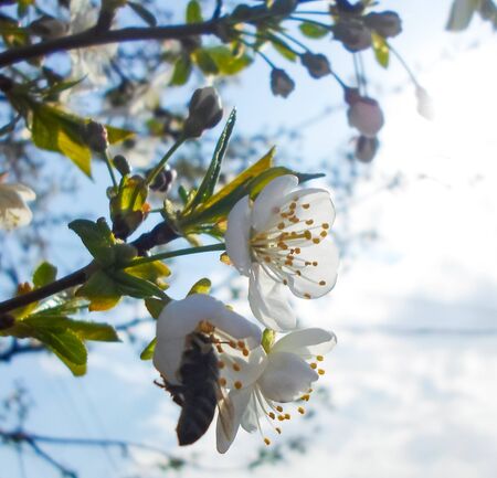 flowers and green leaves on a cherry tree. spring flowering cherry treesの写真素材