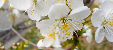 flowers and green leaves on a cherry tree. spring flowering cherry trees