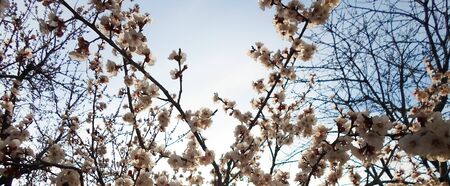 flowering apricot tree with white flowers in the afternoon on a clear day, against a blue sky....