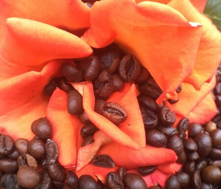 a bunch of coffee beans and a red rose are lying on the table. Coffee texture and background image.の写真素材