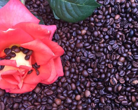 a bunch of coffee beans and a red rose are lying on the table. Coffee texture and background image.の写真素材