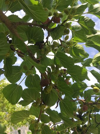 Organic mulberry tree and green leaves unripe and ripe black mulberry tree on a branch. Purple red mulberry tree on a fresh mulberry tree provides a high content of fiber and healthy nutrients.の写真素材