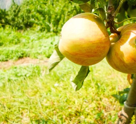 Large green and red apples on apple tree branches in the garden on a summer dayの写真素材