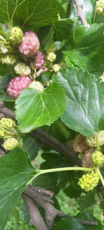 Organic mulberry tree and green leaves unripe and ripe black mulberry tree on a branch. Purple red mulberry tree on a fresh mulberry tree provides a high content of fiber and healthy nutrients.の写真素材
