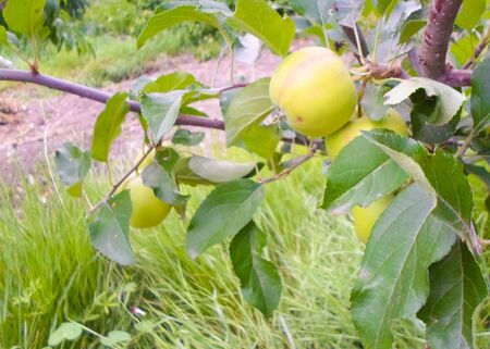green apple weigh on a tree, branch of apple tree. Apple tree in the garden with juicy apples.の写真素材