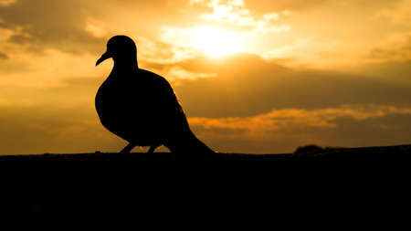 sunsetの写真素材