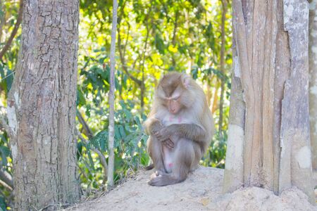 Thai monkey in public park