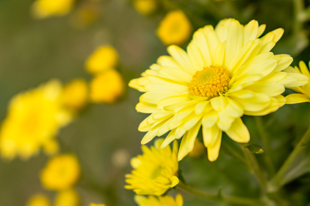 Yellow Daisy Flowerの写真素材