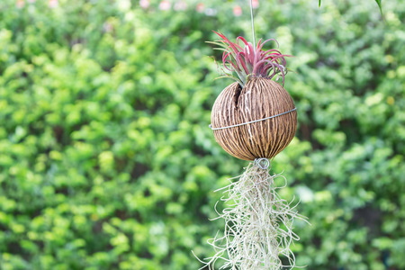 Decorative gardenの写真素材