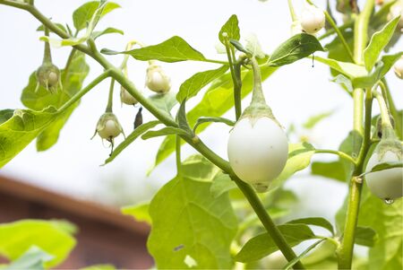 Solanum melongena Lの写真素材