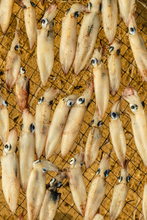 squid on drying rack, fishing villageの写真素材