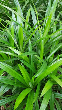 Pandan leaf in the garden,View Of Green Pandan Leaves.