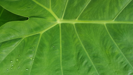 Close up of fresh green leaves texture background. Floral green pattern background.