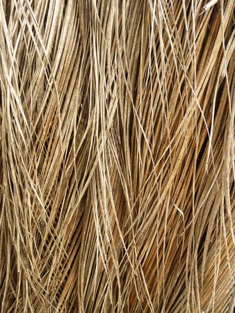 Dry coconut leaves texture or fenceの写真素材
