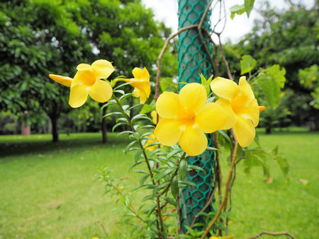 Yellow flowers are blooming in the garden.の写真素材