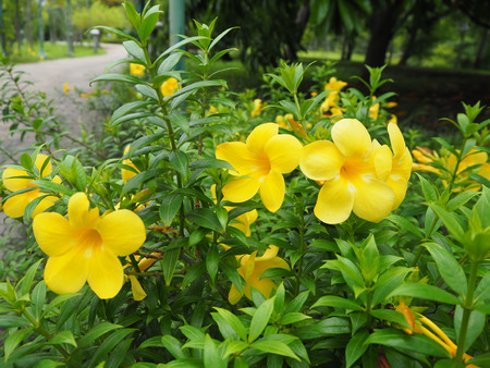 Yellow flowers are blooming in the garden.の写真素材