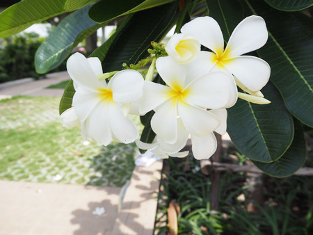 white flowers is beautiful, white flowers in the garden, white flowers background,,flowers background blur, flower in the garden, background greenの写真素材