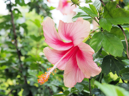 Pink hibiscus flower blooming in the garden.Pink flower in the background blurred. Pink flower blossom.Pink hibiscus is beautiful.の写真素材
