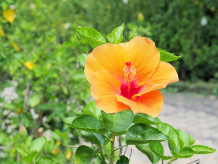 Orange hibiscus flower blooming in the garden.Orange flower in the background blurred.Orange flower blossom.Orange hibiscus is beautiful.の写真素材