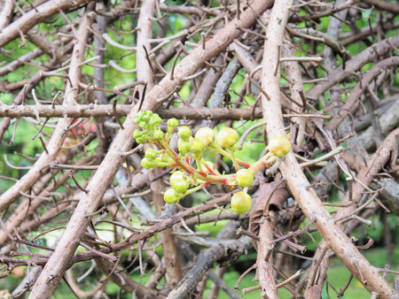 Sal.Sal Tree. Sal of India,Close up beautiful flower. Cannonball flower or Sal flower.selective focusの写真素材